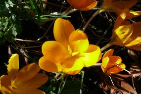 Crocus Yellow Spring flowers