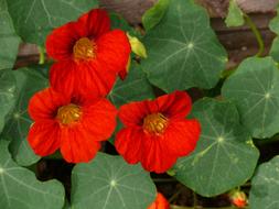 blooming red nasturtium in the garden