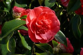 wondrous Camellia Pink Flower