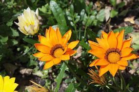 Gazania Orange yellow Flower close-up on blurred background