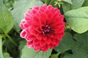 Dahlia Red Flower in the garden close-up