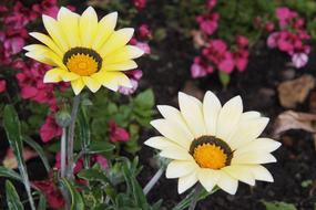 Gazania Flower Cream close up on blurred background