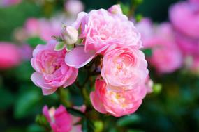 a cluster of pink buds on a rose branch