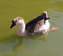 Duck Lake Swimming