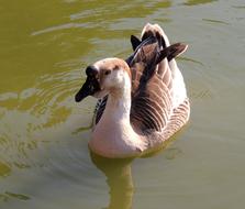 Duck Lake Swimming