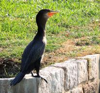 Neotropic Cormorant Lake