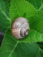 Snail Shell