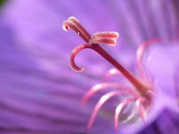Stamens Flower Purple macro