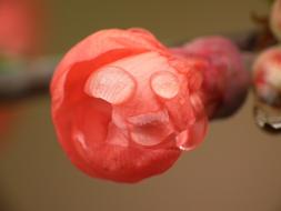 Quitee Quince Flower Raindrop Drop