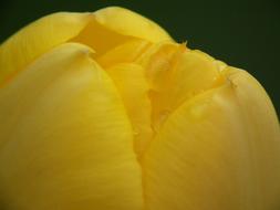 Tulip Yellow