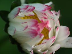Daisy Blossom pink white
