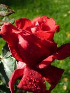romantic Rose Red wtare drop