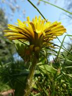 wondrous Dandelion Flower green Meadow