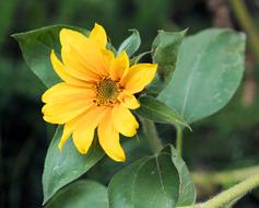 small Sunflower Blossom