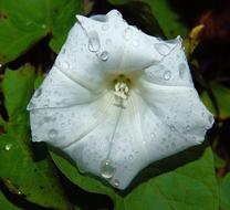 white wet flower in the garden close up