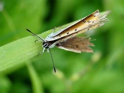 Butterfly Macro Copper