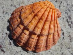 Shell Orange Luck