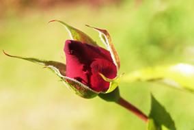 Pink Flower Bud Red