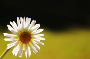 Daisy Light Stamen flower