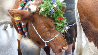 Allgau Pfronten Viehscheid