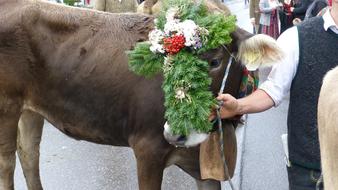 Allgau Pfronten Viehscheid