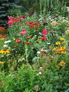 landscape of Summer Flowers in Garden