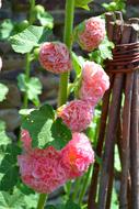 Pink green Flower