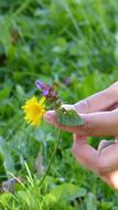 Flower Hand