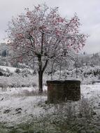 Snow Tree Winter