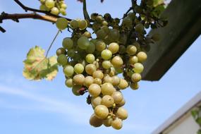 Grape White Bush