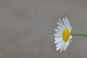 photo of chamomile on a gray background
