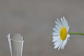 daisy Flower beside of Vase