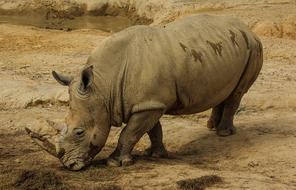 White Rhinoceros Rhino