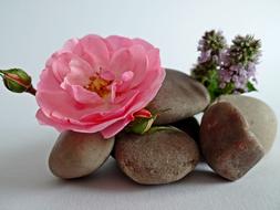 rose on pile of Stones