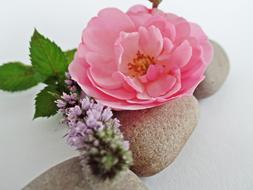 composition of rose bud, melissa and stones