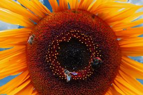 Close-up of the beautiful and colorful sunflower, with the bees, under the blue sky with clouds