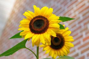 Sunflower Flowers Bright