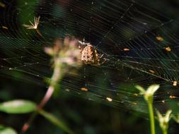 Spider Web Crusader