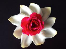 white flower with pink center on black background