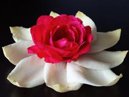 Close-up of the beautiful, red and purple rose flower, among the white and yellow petals, on the black surface