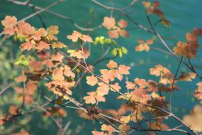 Leaves Tree Autumn Dried