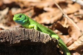 Green Lizard