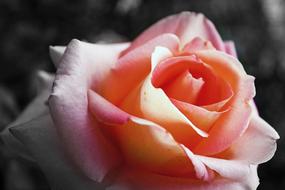 Close-up of the beautiful and colorful, shiny rose flower, in light