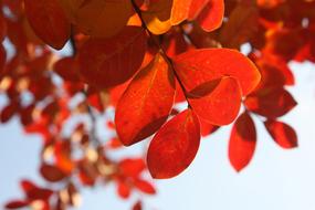 Leaves Autumn Red