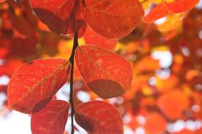 Leaves Autumn Red foliage