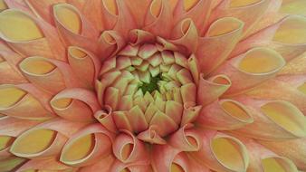 Close-up of the beautiful and colorful, blossoming dahlia flower, with the petals