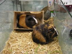 Guinea Pigs Guinea-Pig Two