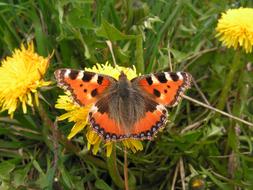 orange butterfly on yellow flowers in the meadow