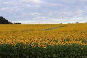huge photo of blooming sunflowers