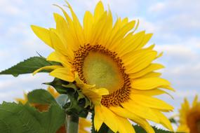 Sunflower Blooming close-up on a cloudy day